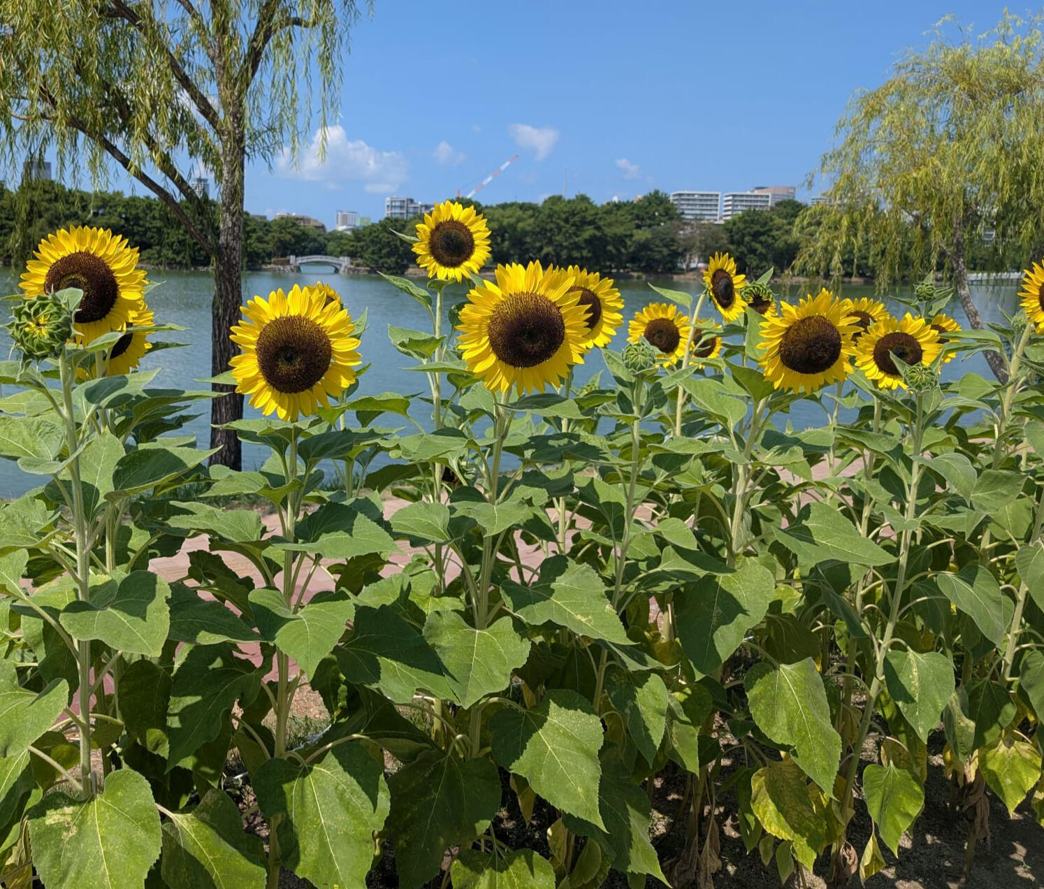 A planter planted and designed by children